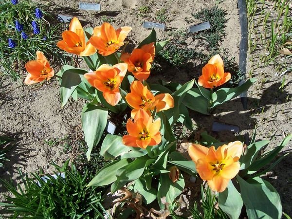 South - orange tulips open crop April 2018.jpg