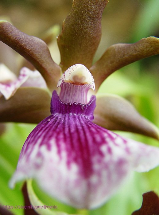 orchids05.jpg