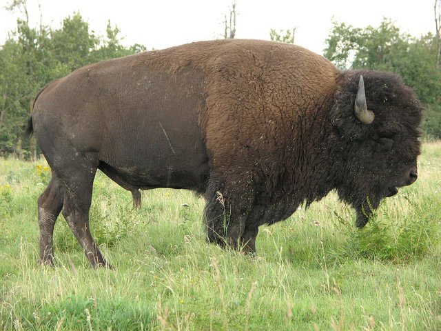 1200px-Bison_bison_d.jpg