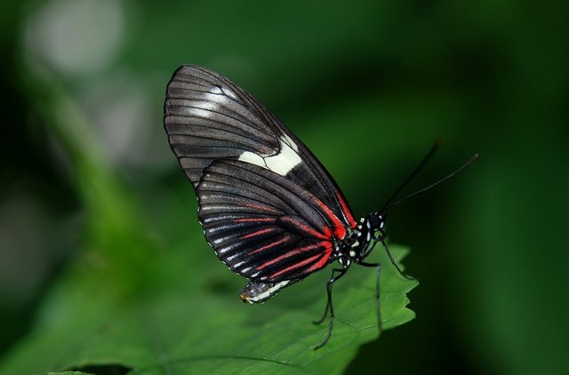 papilio-rumanzovia-22987_960_720.jpg