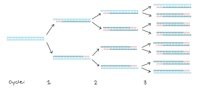 First 3 cycles of PCR.png