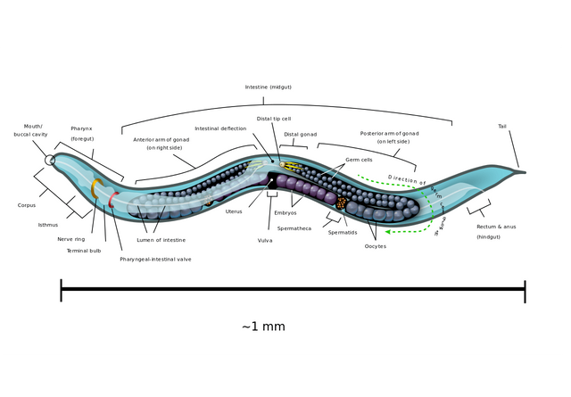 Caenorhabditis_elegans_hermaphrodite_adult-en.svg_.png