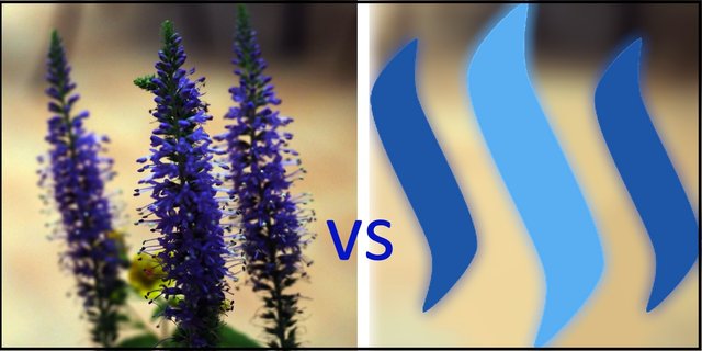 flower_vs_logo.jpg