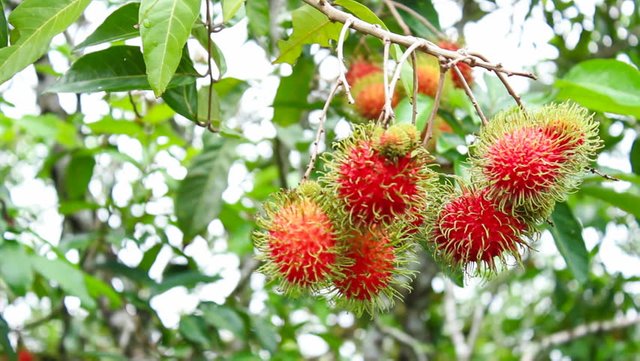 rambutan 2.jpg