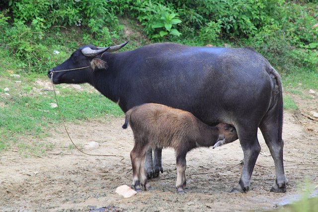 1200px-Water_buffaloes_in_Wuyishan_Wufu_2012.08.24_15-46-30.jpg