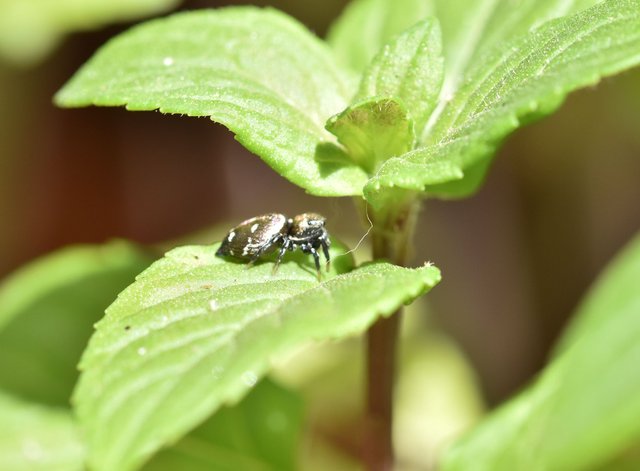 jumping spider luis 1.jpg