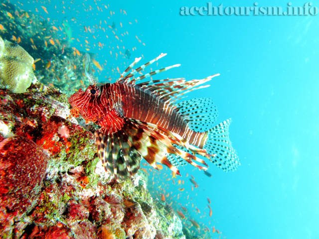 RINALDI_AD_LION_FISH_PULAU_WEH-SABANG.jpg