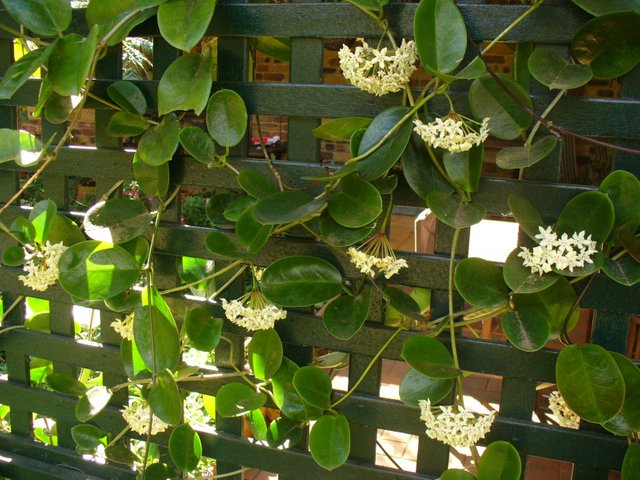 australis on trellis.JPG