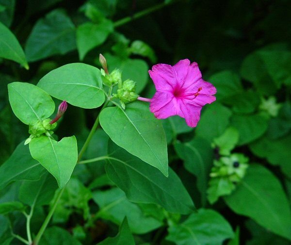 Bunga Pukul Empat-Mirabilis_jalapa_plant.jpg