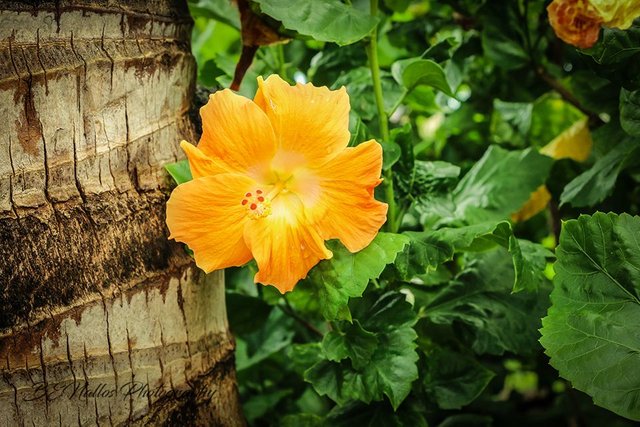 Yellow Gumamela Flower.jpg