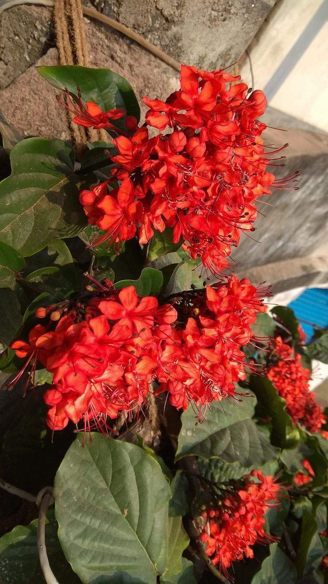 Red flower.jpg