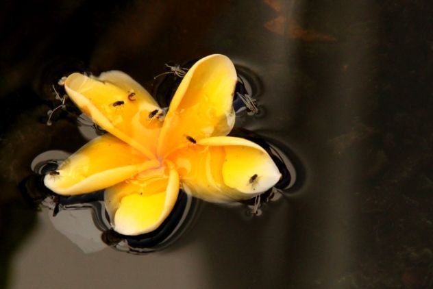 A fallen flower in a drain.jpg