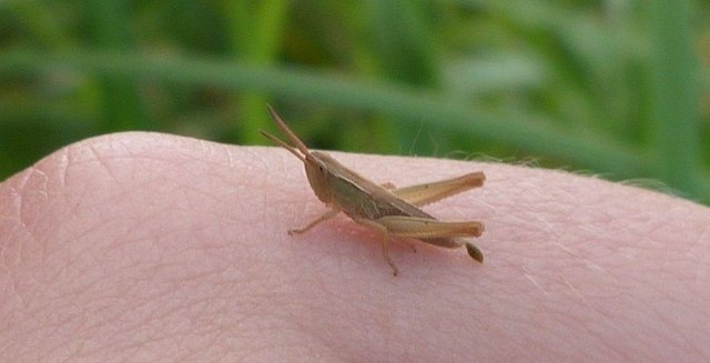 nymph query meadow or maybe lesser marsh.jpg