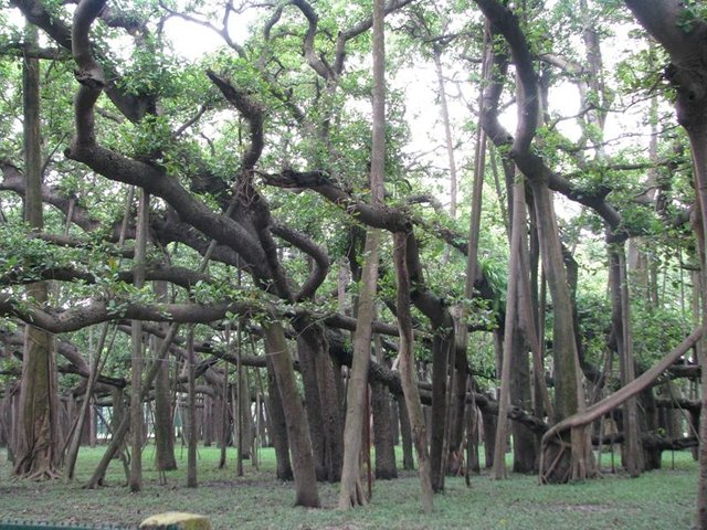 Great_banyan_tree_kol.jpg