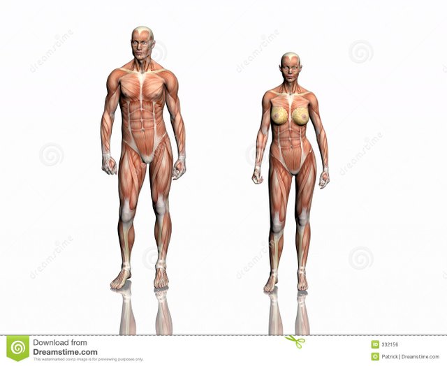 anatomía-del-hombre-y-de-la-mujer-332156.jpg