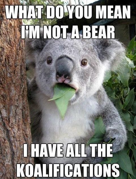 koala-bear.jpg