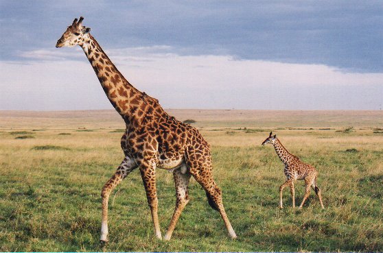 giraffetwo.jpg