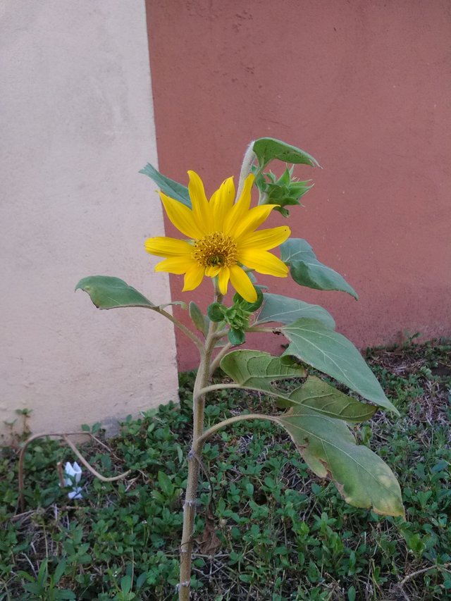 girasol.jpg