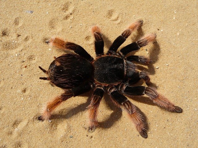 tarantula-62870_640.jpg