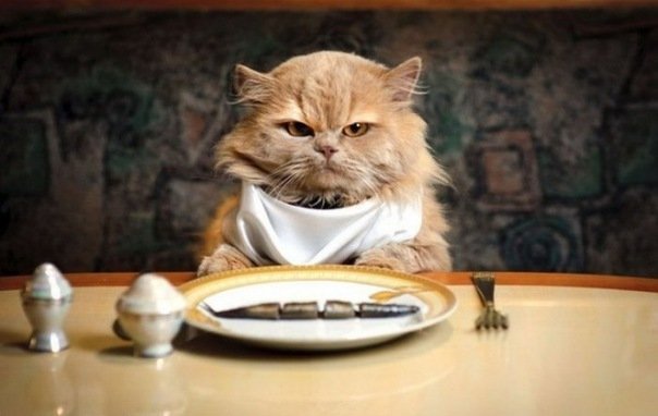 angry-cat-dinner-fish-funny-favim-com-440578.jpg