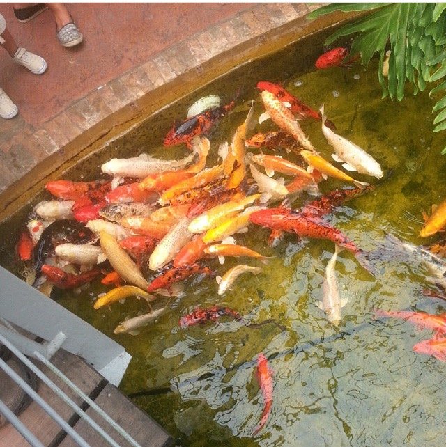 peces multicolores sambil.jpg