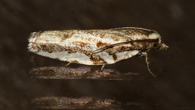 Insects Lepidoptera Tortricidae MV BY Tas 2018-02-04.jpg