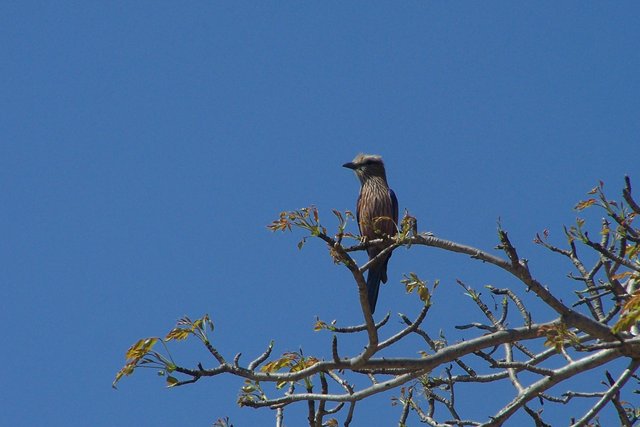 KNP Satara-Lower Sabi 2009 265.JPG