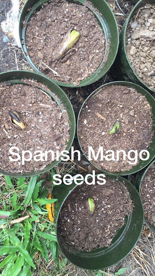 Spanish Mango.jpg