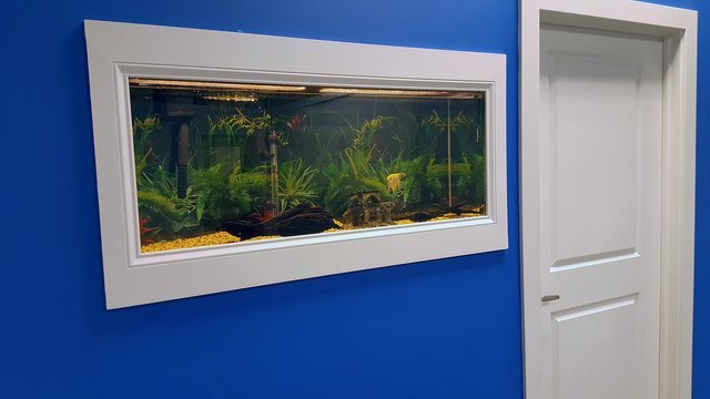 2018-02-23 Aquarium Wall.jpg