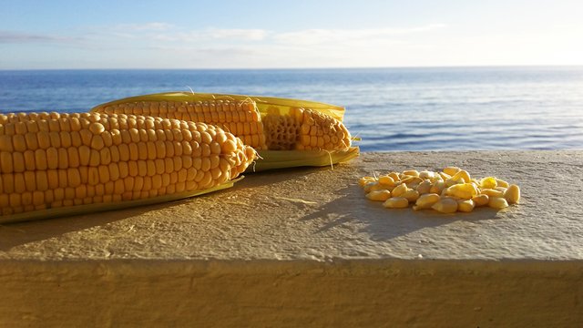 1-corn-seafront.jpg