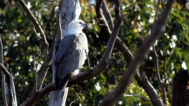 White-bellied Sea-eagle BY Tas n2 2017-10-09.jpg