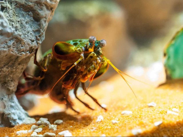 a-mantis-shrimp-can-swing-its-claw-so-fast-it-boils-the-water-around-it-and-creates-a-flash-of-light.jpg