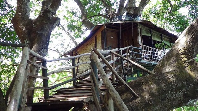 Tree house1.jpg