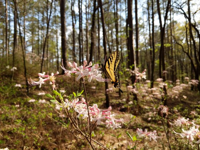 Eastern tiger swallowtail at Nuxobee Hills