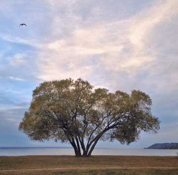 broccoli_tree_04.jpg