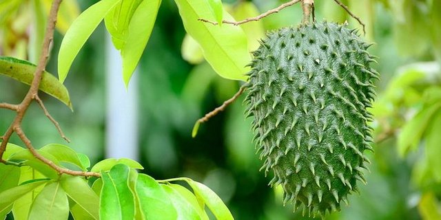 8-manfaat-rebusan-daun-sirsak-untuk-kesehatan-dan-cara-pengolahannya.jpg