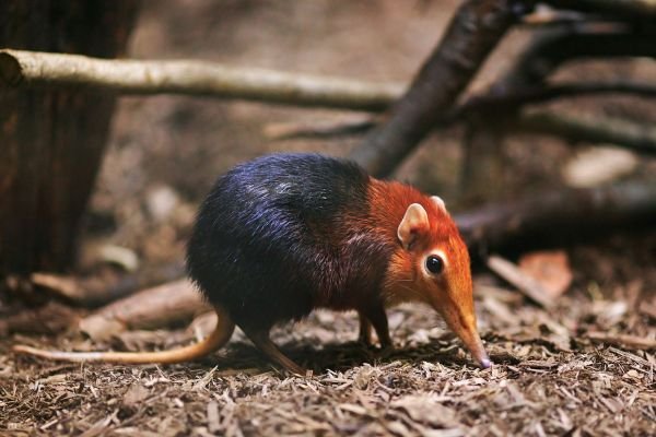 Elephant-Shrew.jpg