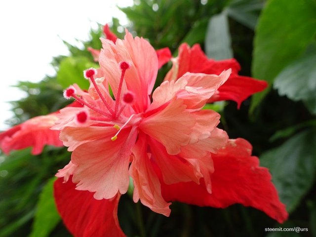 chaba flower2.jpg