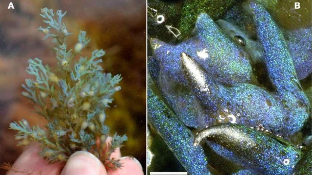extra_large-1524066200-opal-seaweed.jpg