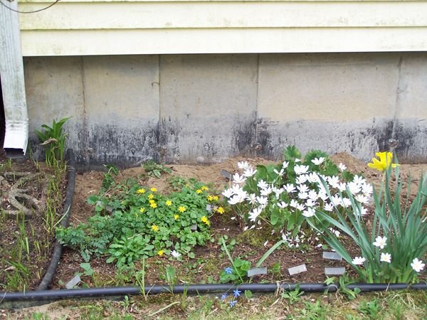 Old North - bloodroot, celandine, squill crop May 2018.jpg