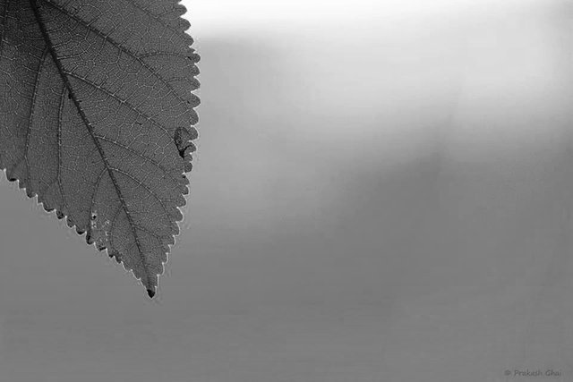 Leaf bw minimal.jpg