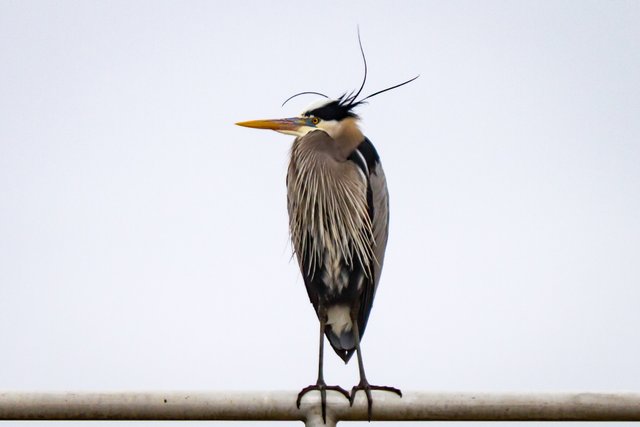 Birding_at_Dam-642.jpg