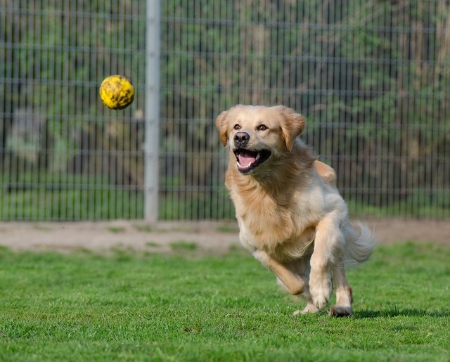 Golden-Retriever-Kennels-Dog-Pension-Animal-Shelter-750592.jpg