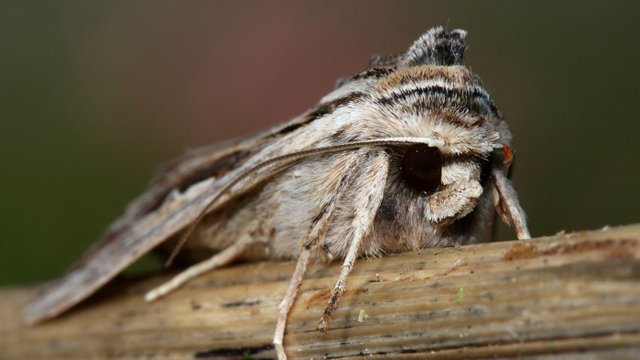 Noctuidae Persectania Southern Army Wormewingii Tas n2 BY MV 2017-09-22.jpg