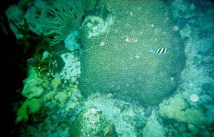 15 Brain coral - Looe Key.jpg