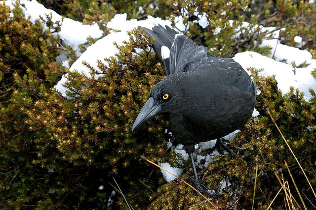 Currawong-Cradle-Mountain.jpg