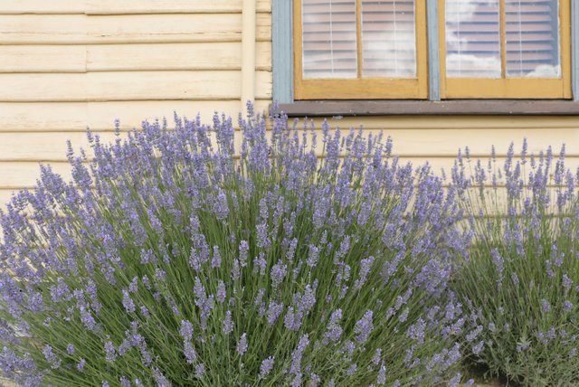 lavendar-cottage.jpg