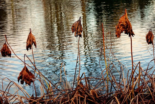 dead-plants-2994288_1920.jpg