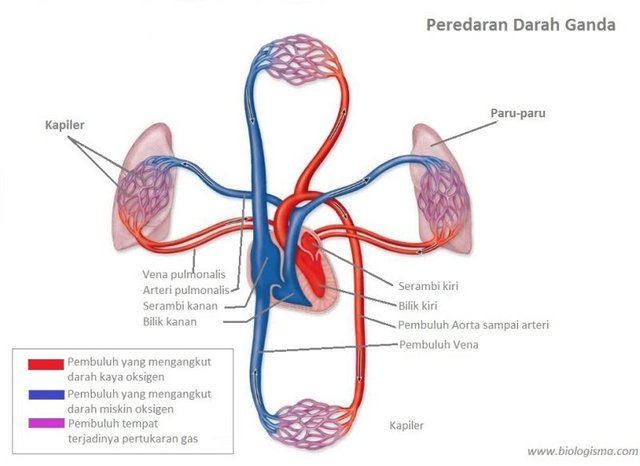 Arteri pulmonalis dan vena pulmonalis