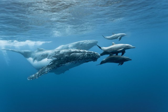 whales-and-dolphins.jpg